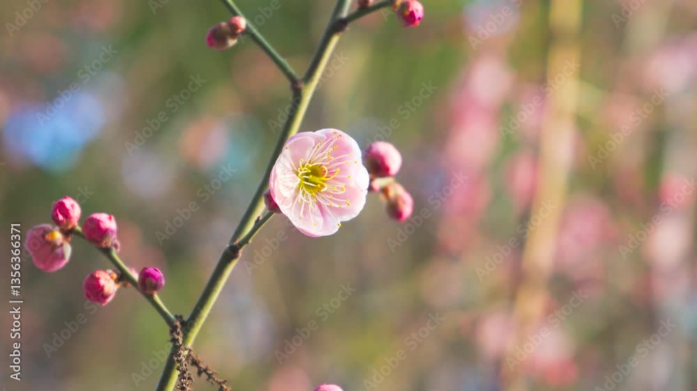 4k Video of Spring Blossom Opening on Plum Tree Branches in Vibrant Springtime