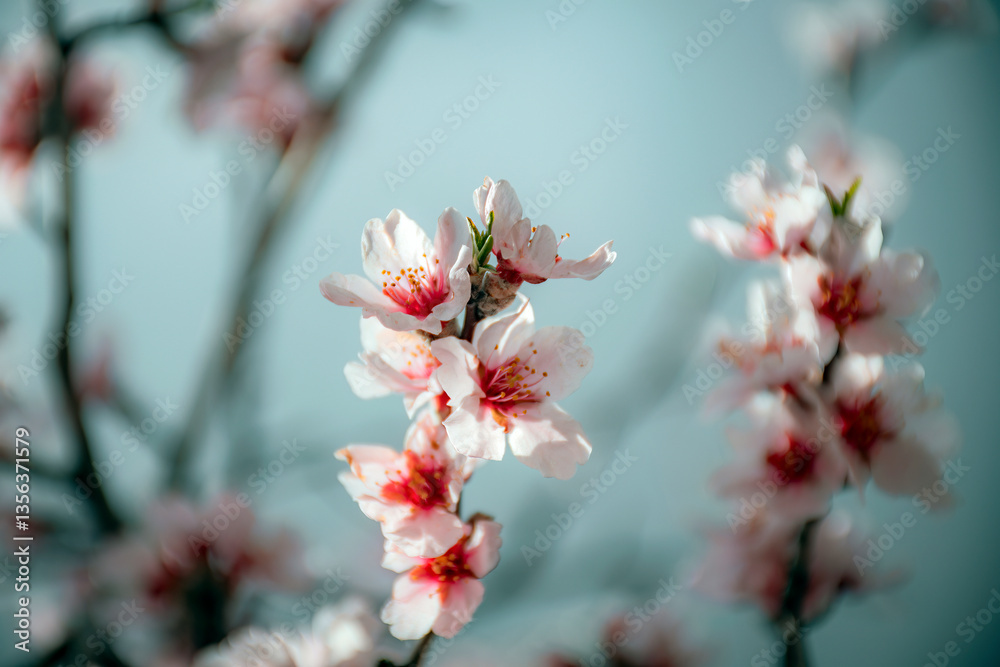 pink cherry blossoms pink cherry blossoms