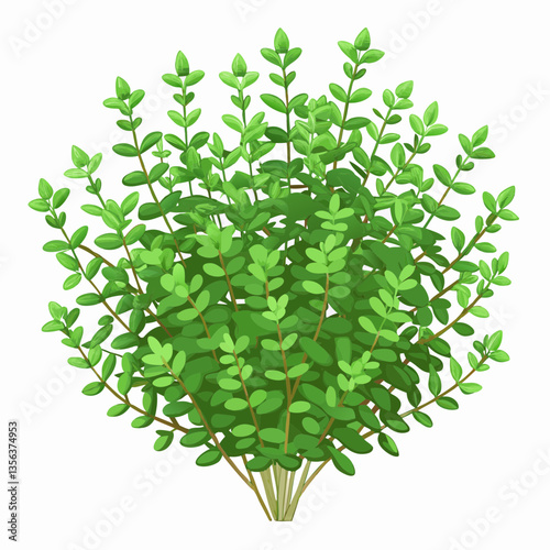 bushy thyme plant with tiny aromatic leaves