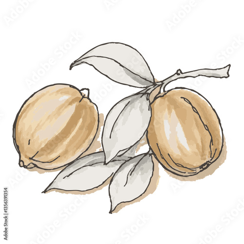 Loose hand-drawn nut illustration. Organic. Watercolor. Coloring. Color. Vector