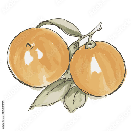 Loose hand-drawn orange illustration. Organic. Watercolor. Coloring. Color. Vector