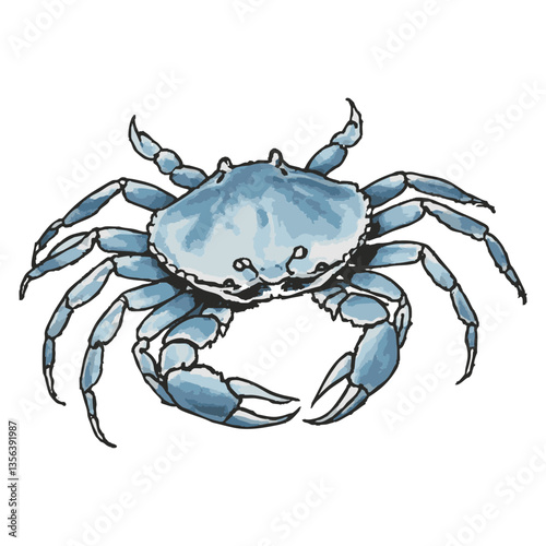 Loose hand-drawn crab illustration. Organic. Watercolor. Coloring. Color. Vector