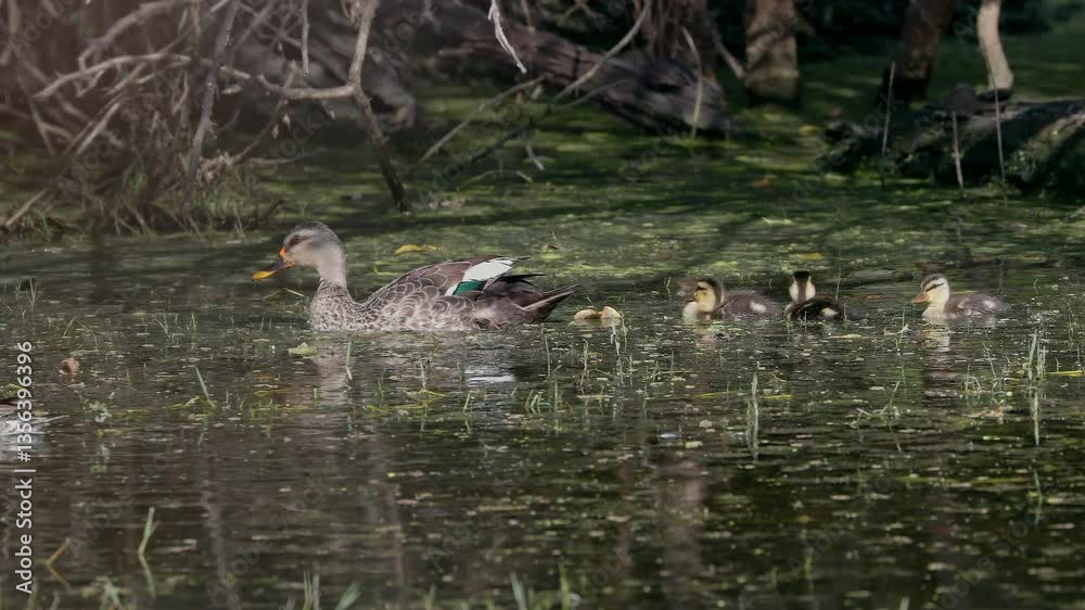 In the morning sunlight one spot billed duck with her babies swimming on the lakeshore in keoladeo bird sanctuary, India. In the morning sunlight one spot billed duck with her babies swimming on the lakeshore in keoladeo bird sanctuary, India.