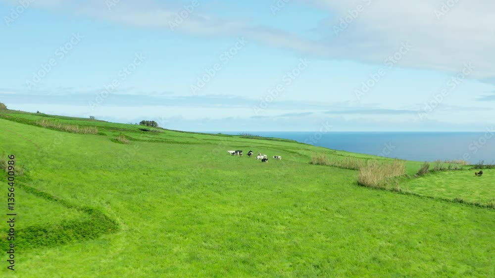 A serene scene of free-range cows grazing in a lush green field, living naturally and freely in harmony with their environment, showcasing sustainable farming practices. A serene scene of free-range cows grazing in a lush green field, living naturally and freely in harmony with their environment, showcasing sustainable farming practices.