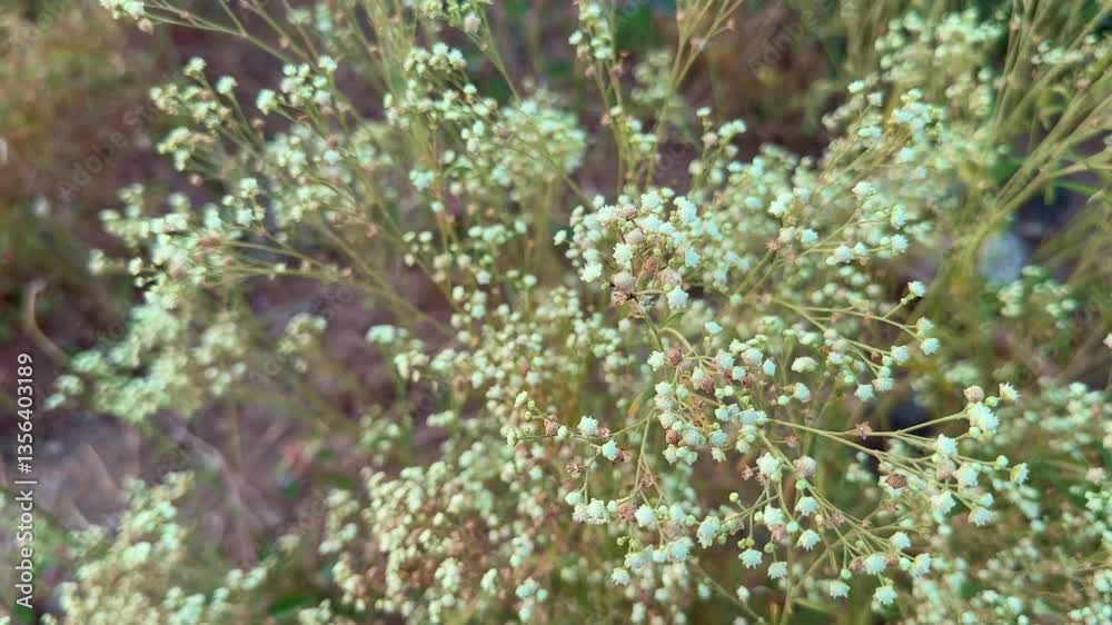 Closeup of Parthenium Hysterophorus flowers in the wild. Closeup of Parthenium Hysterophorus flowers in the wild.