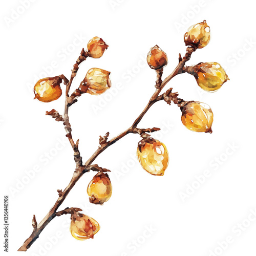 Sun Drop Branch, watercolor vector, isolated on a white background.