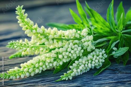 Sweet Wormwood Plant in Garden. Fresh Green Leaves of Artemisia Plant, Background of Sweet Annie - Wild Plant photo