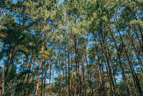 Towering Trees: A captivating view of a towering forest, where sunlight filters through the dense canopy.