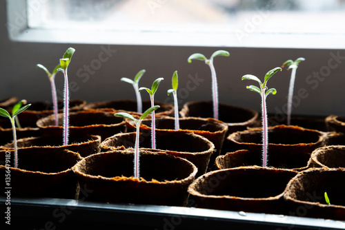 Tomato seedlings growing on a windowsill in natural sunlight