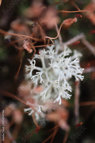 silver moss jagrass close-up 