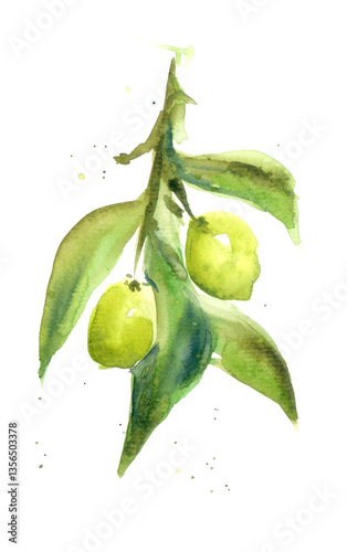 Green olives on a branch with leaves painted with watercolors on a white background