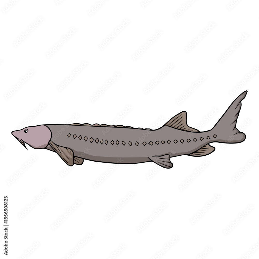 Fototapeta premium sturgeon vector illustration