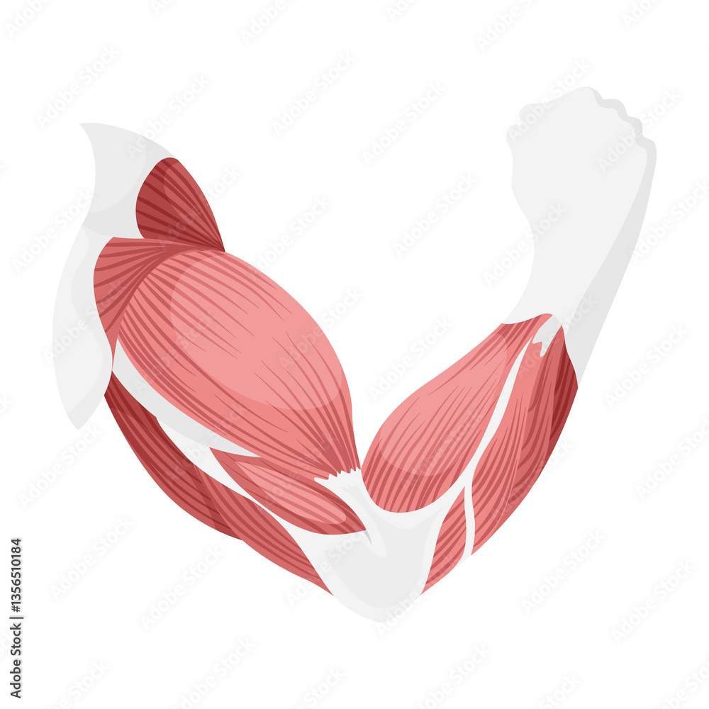 Skeletal muscle tissue with specific function. Medical poster design illustration. Science educational symbol