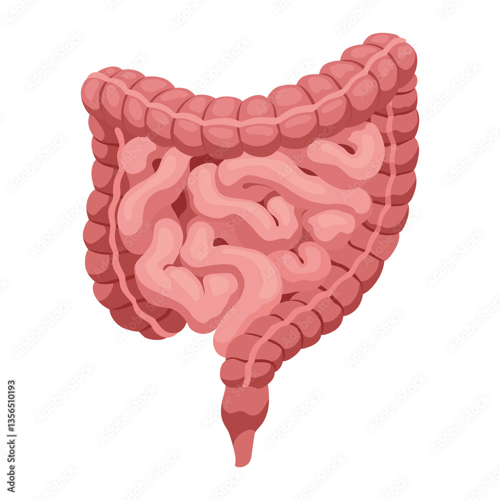 Smooth muscles tissue with specific function. Medical poster design illustration. Science educational symbol
