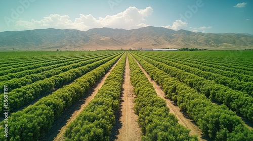 Vast Almond Orchard in California's Central Valley