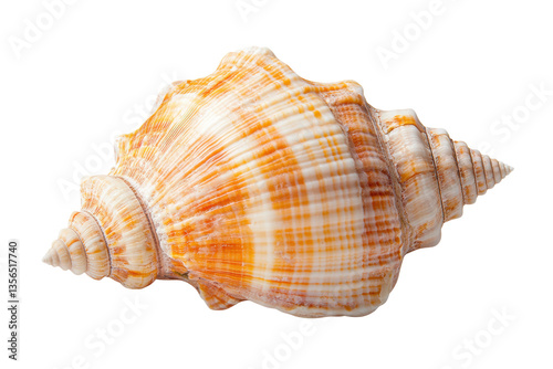 Large orange conch sea shell with spiral patterns on black background, cut out