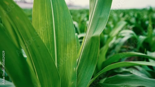 Close-Up of Green Corn Leaves, Close-up of vibrant green corn leaves with visible veins and texture