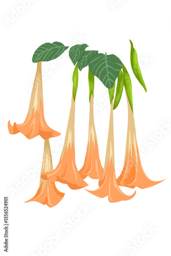 Beautiful orange datura metel flower and leaf on white background