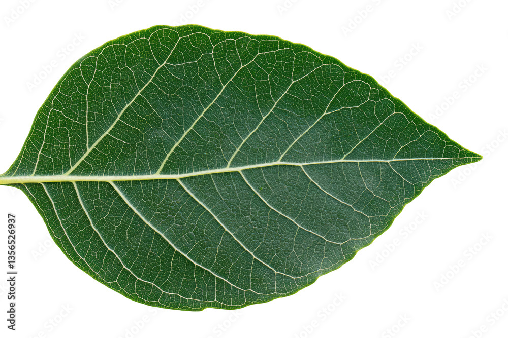 Close-up of detailed green leaf with prominent veins on black background, cut out Close-up of detailed green leaf with prominent veins on black background, cut out