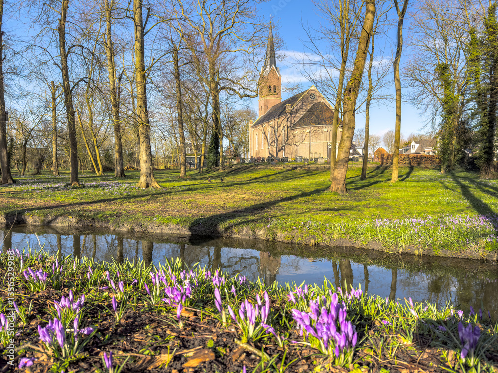 Fototapeta premium Spring landscape with purple crocuses and historic church background