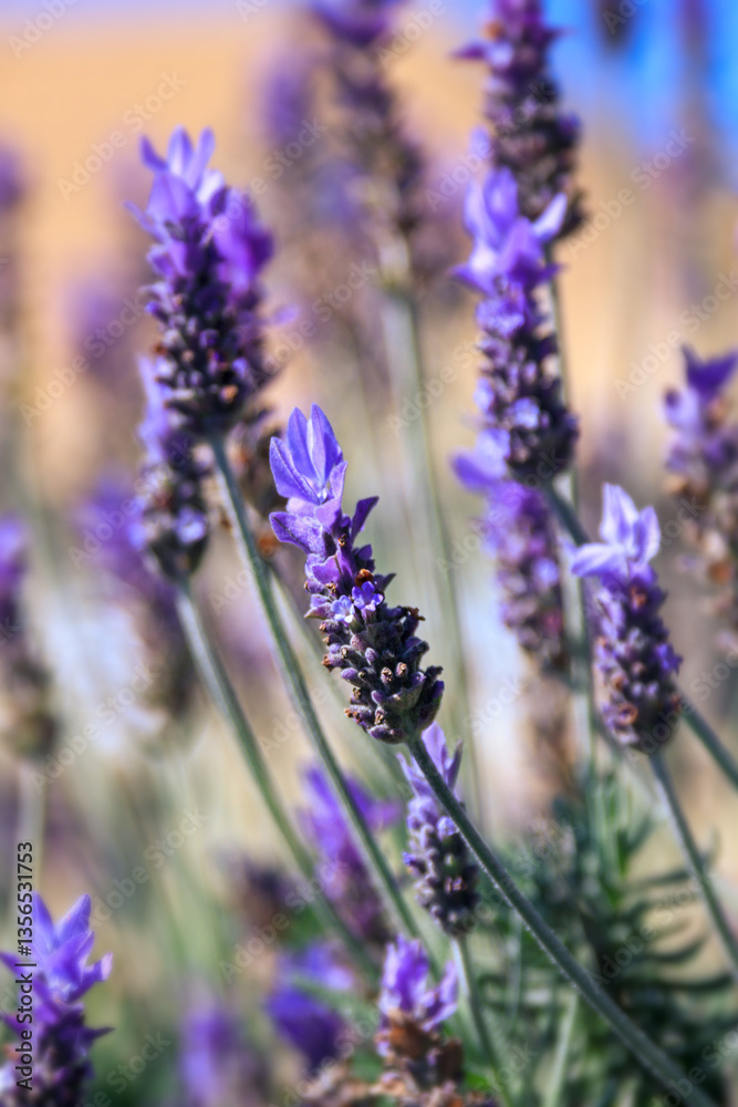 Fototapeta premium Blooming blue bugleweed in spring. Closeup view of herbaceous flowering plants on green pasture. Natural background