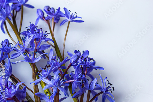 Flower design - floral border made of Scilla bifolia two-leaf squill or alpine squill isolated on white background with space for text. Spring decoration