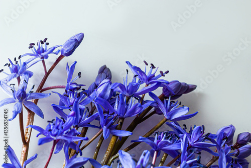 Flower design - floral border made of Scilla bifolia two-leaf squill or alpine squill isolated on white background with space for text. Spring decoration