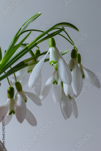 Beautiful snowdrops in wicker basket against light gray background, closeup. Floral background with spring flowers