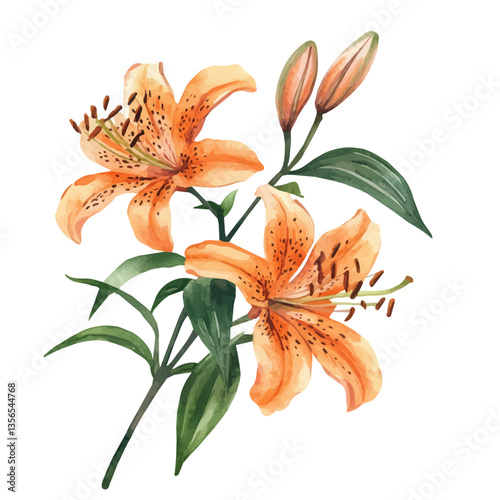 Tiger Lily Branch, watercolor illustration, isolated on a white background.