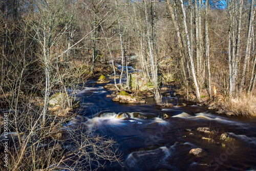 river in the forest