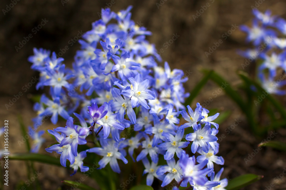 Blue Scilla Squill flower in early spring