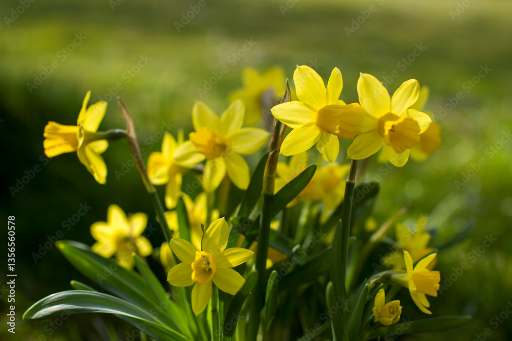 the daffodil, Narcissus pseudonarcissus, yellow narcissus flowers in a park