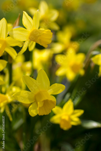 Obraz na płótnie the daffodil, Narcissus pseudonarcissus, yellow narcissus flowers in a park w salonie