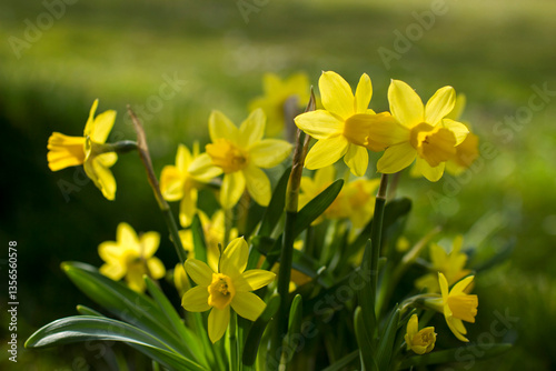 Obraz na płótnie the daffodil, Narcissus pseudonarcissus, yellow narcissus flowers in a park w salonie