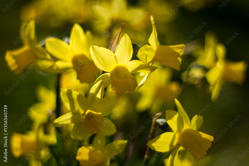 the daffodil, Narcissus pseudonarcissus, yellow narcissus flowers in a park