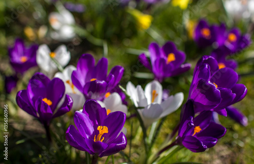 Obraz na płótnie crocus flowers in the garden - spring flowers - soft focus w salonie