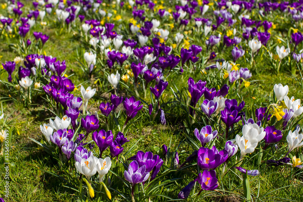 spring flowers in the garden - crocus and narcissus