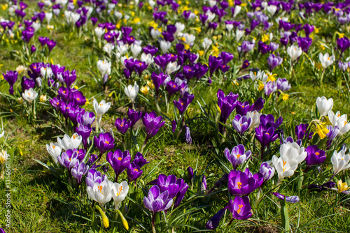 Obraz na płótnie spring flowers in the garden - crocus and narcissus w salonie