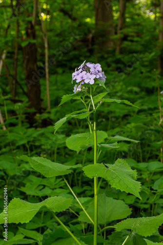 Lunaria rediviva, known as perennial honesty. Beautiful light purple flowers in bloom