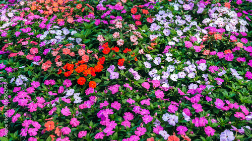 colorful multicolored Impatiens walleriana blooming flowers on a flowerbed in the garden in summer. Beautiful floral background