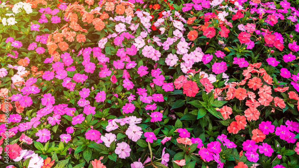Fototapeta premium vivid multicolored Impatiens walleriana blooming flowers on a flower bed in garden in spring. Beautiful colorful floral background