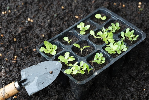 professional seedbed of young lettuce for transplanting on the farm