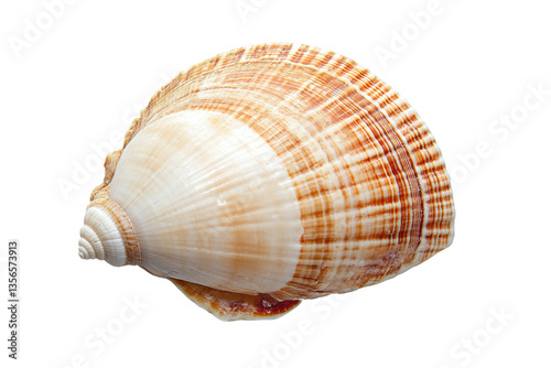 Detailed seashell isolated on black background with unique pattern, cut out