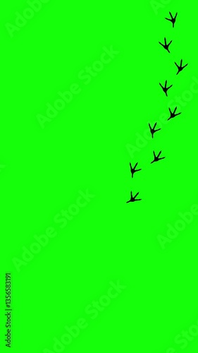 Chicken footprints on green screen background