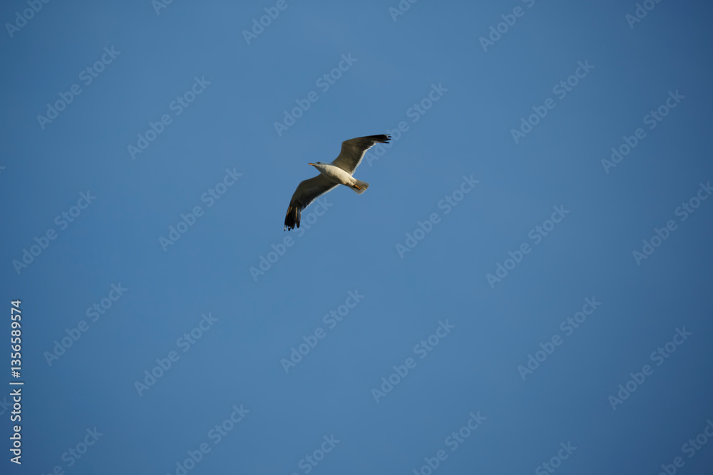Eagle soaring high above a clear blue sky during a sunny day Eagle soaring high above a clear blue sky during a sunny day