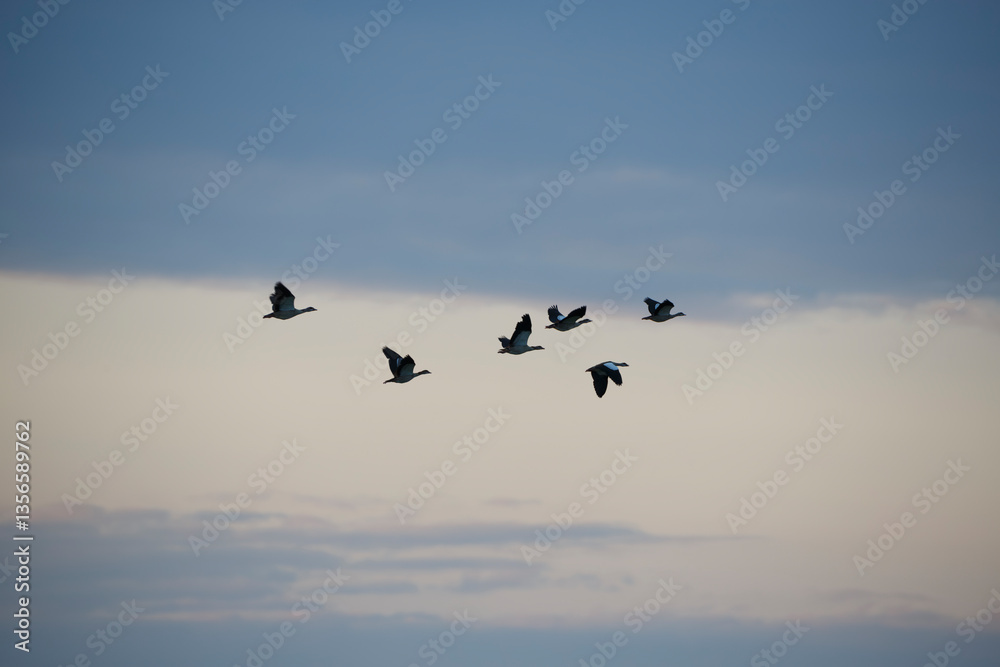 Fototapeta premium Flock of birds flying against a cloudy sky at dusk over a serene landscape