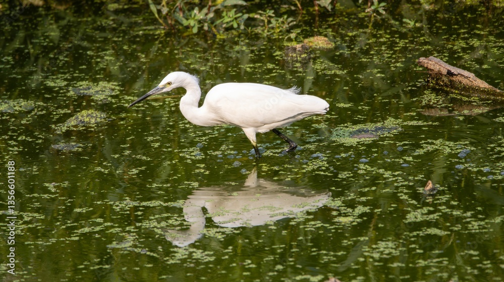 Obraz premium Little Egret (Egretta garzetta) in shallow water