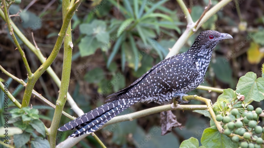 Fototapeta premium Asian Koel (Eudynamys scolopaceus) with speckled feathers on branch