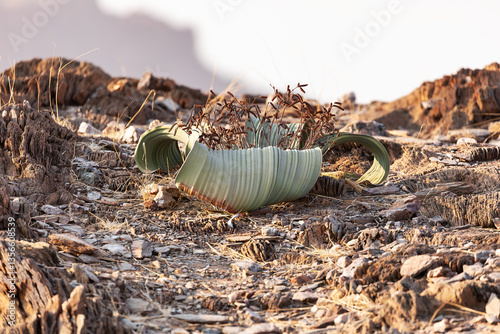Welwitschia (Welwitschia mirabilis), eine Pflanze, die in der heißen, trockenen Namib-Wüste zu finden ist.