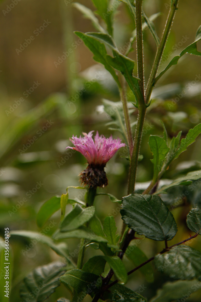 Photos of the first spring flowers after weeks of rain